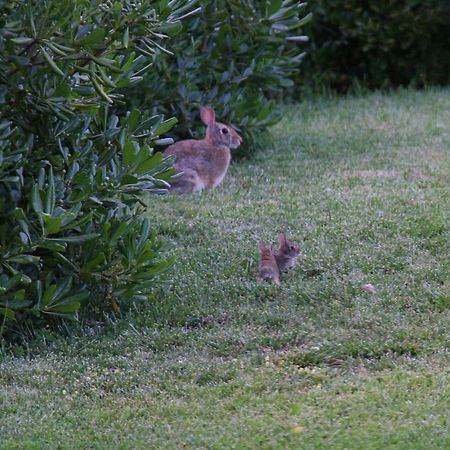 Il Nido Di Gabbiano Guest House Scarperia Bagian luar foto